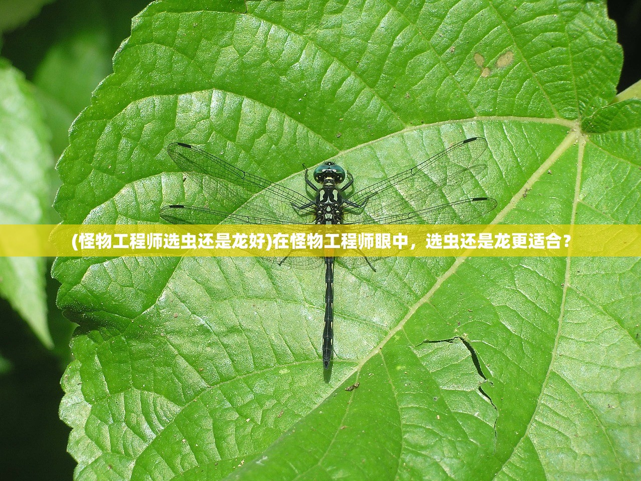 (怪物工程师选虫还是龙好)在怪物工程师眼中，选虫还是龙更适合？