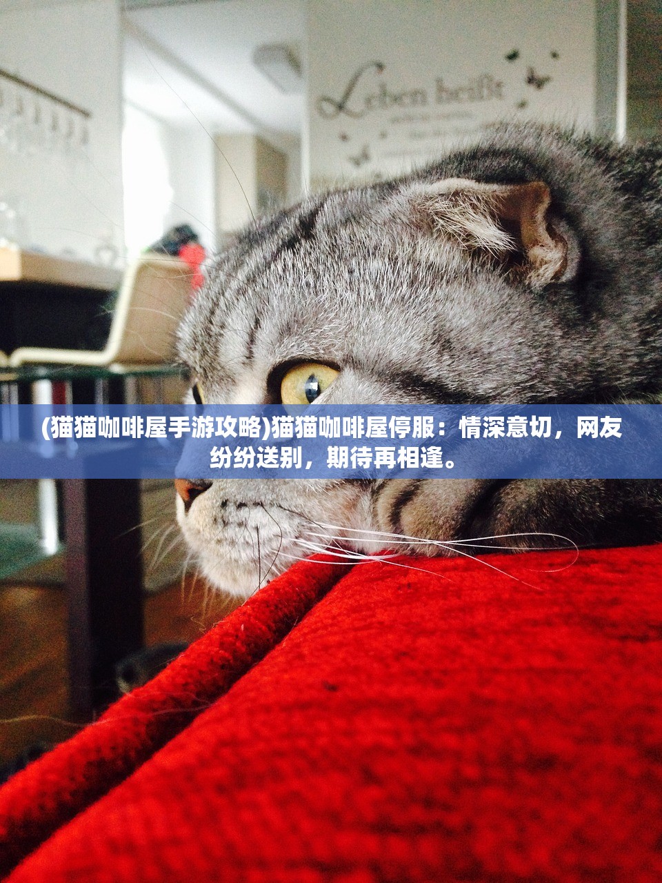 (猫猫咖啡屋手游攻略)猫猫咖啡屋停服：情深意切，网友纷纷送别，期待再相逢。